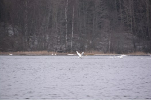 Lentoon lähdössä